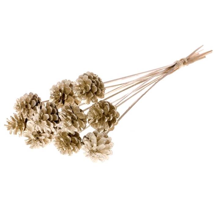 <h4>Pine c 5-7 o/s ch gold</h4>