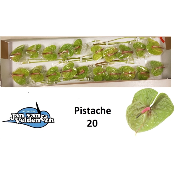 <h4>Pistache 20</h4>