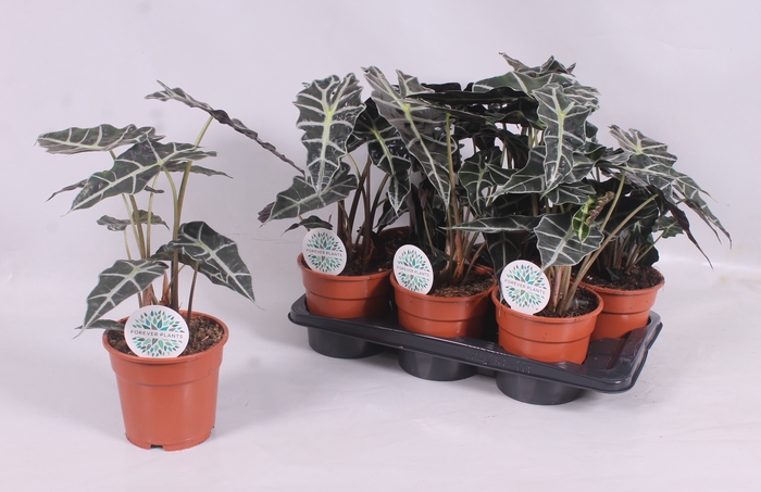 <h4>ALOC X AMAZONICA</h4>