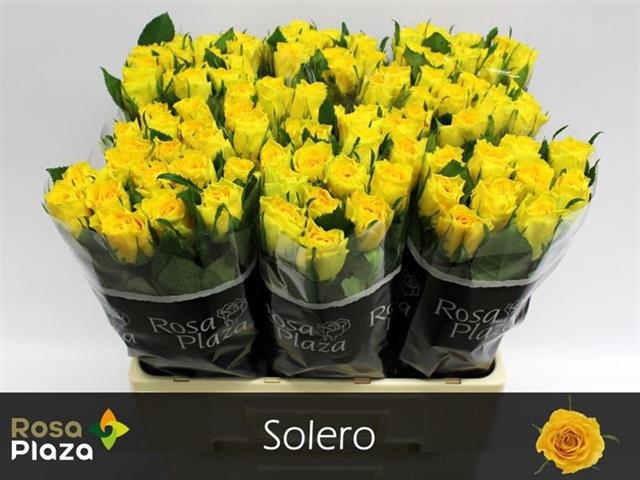 <h4>R GR SOLERO</h4>