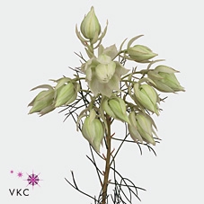 <h4>Cape green serruria blushing bride</h4>