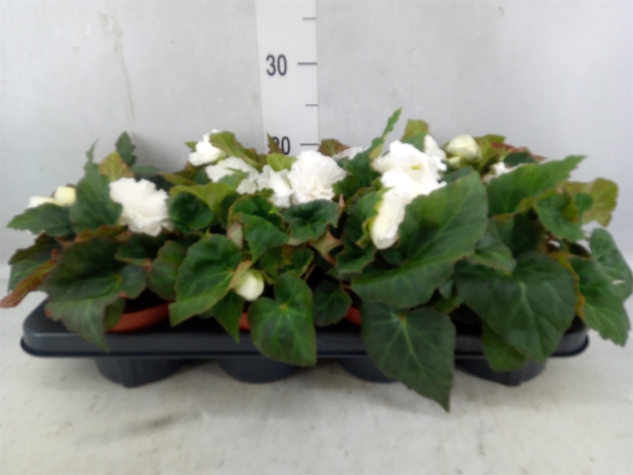 <h4>Begonia Tuber. 'fortune White'</h4>