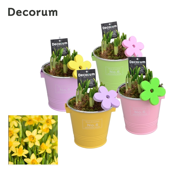 <h4>Narcis Colourful Bucket GM HL16587</h4>
