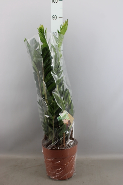 80-110 cm Freiland Mirtus Tarantina Myrte Ball Gesamthöhe ca