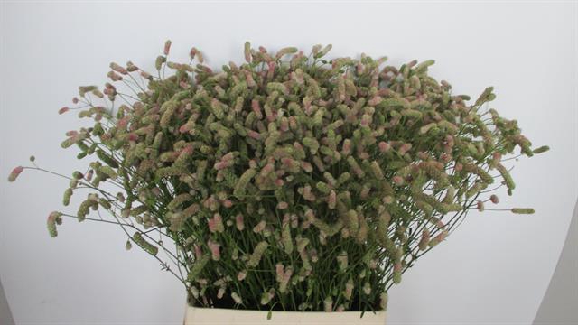 <h4>Sanguisorba nephele</h4>