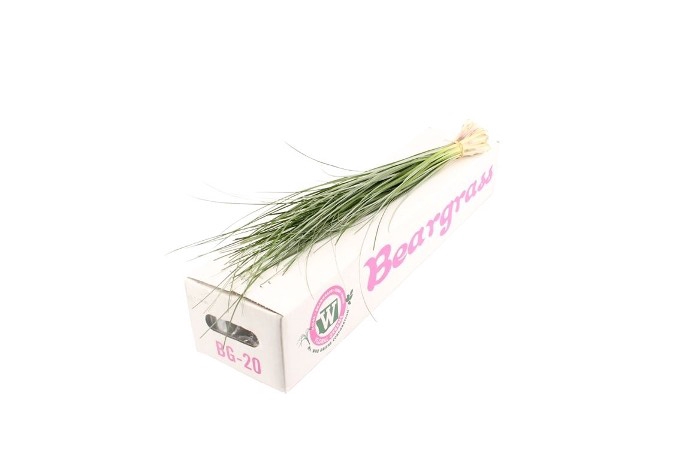 <h4>BEARGRASS X 20 AIR</h4>