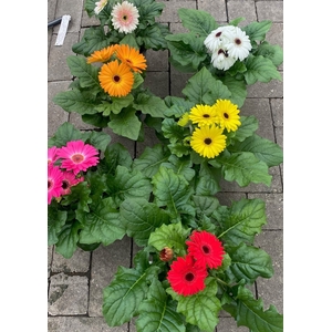 Gerbera Joybera Light Pink