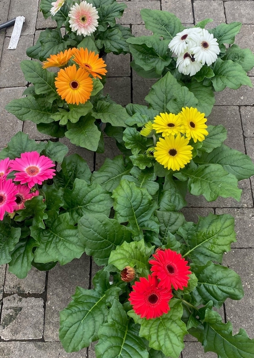 Gerbera Joybera White