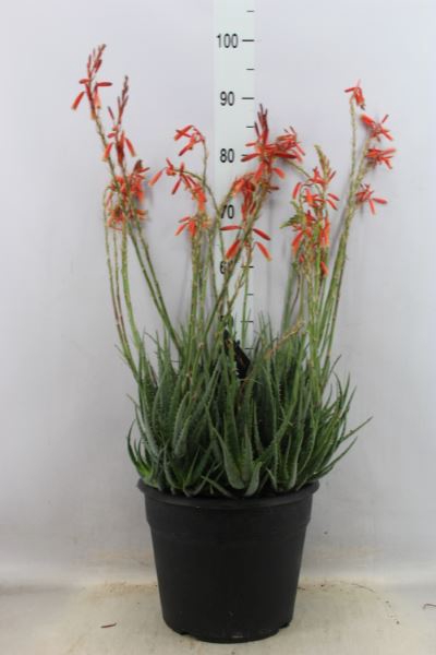 <h4>Aloe arborescens</h4>