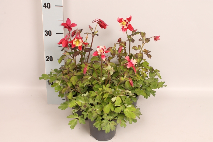 <h4>Vaste planten 12 cm Aquilegia Red & White</h4>