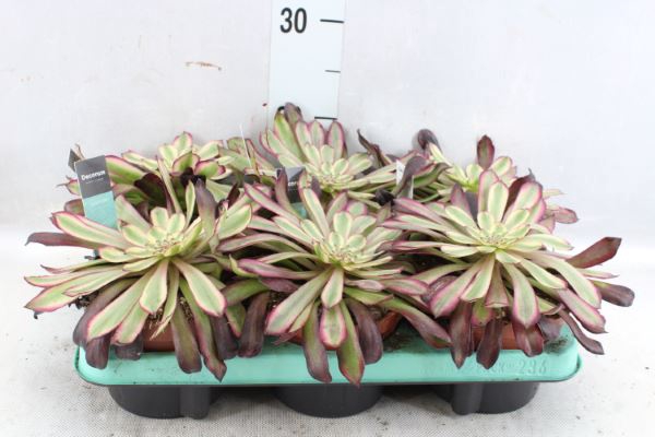 <h4>Aeonium   ...</h4>