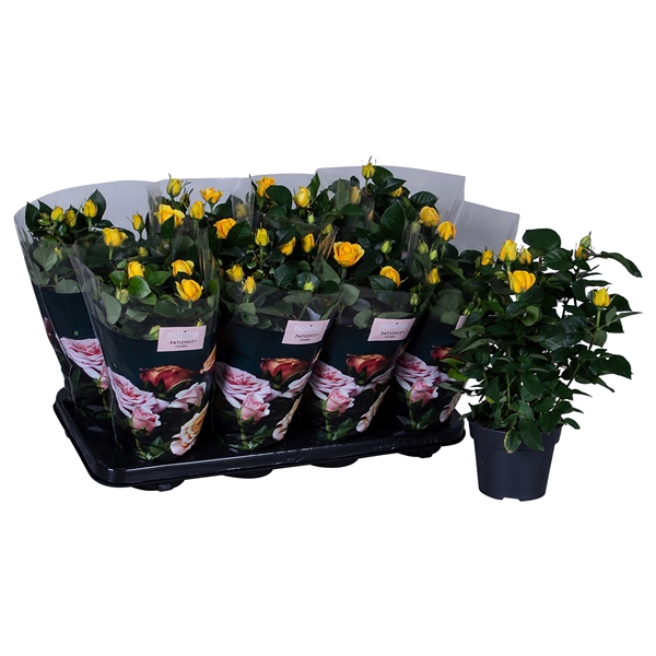 <h4>Nolina Roses Ø 13 cm Yellow st. 0-1</h4>