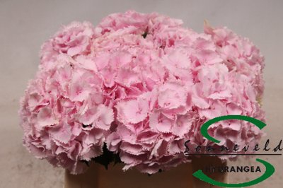 <h4>Hydrangea lollipop pink</h4>
