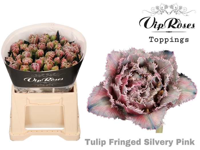 <h4>Tulipa fr paint silvery pink</h4>