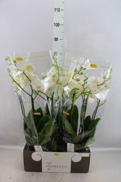 <h4>Phalaenopsis   ...white</h4>