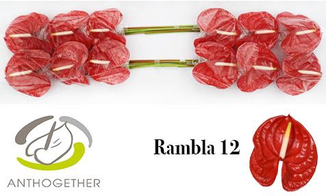<h4>Anthurium rambla</h4>