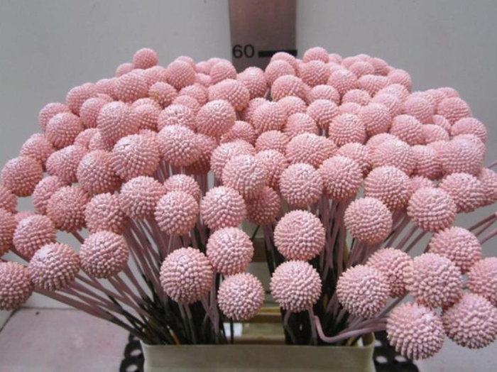 <h4>Craspedia Licht Rose</h4>