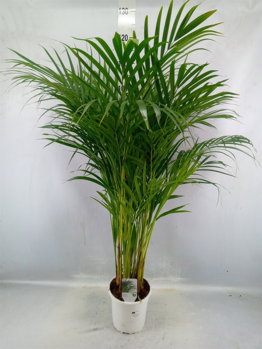 <h4>Dypsis Lutescens ...chrysalidoca</h4>