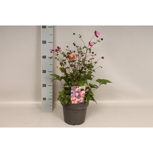 vaste planten 19 cm  Anemone Praecox
