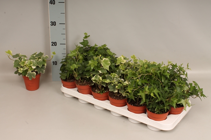 <h4>Hedera helix 3 soorten in een kist</h4>