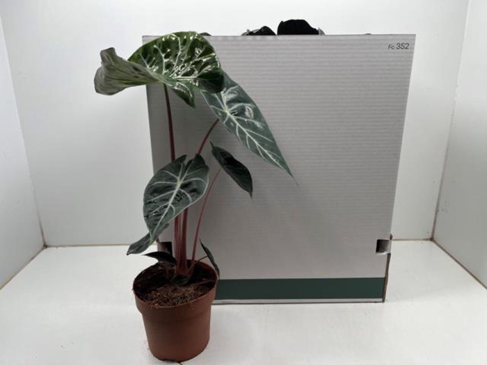 <h4>Alocasia overig</h4>