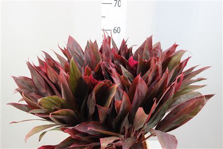 <h4>Cordyline Lang Red Sister</h4>
