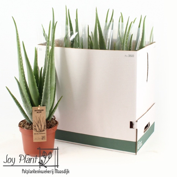 <h4>Aloe vera</h4>