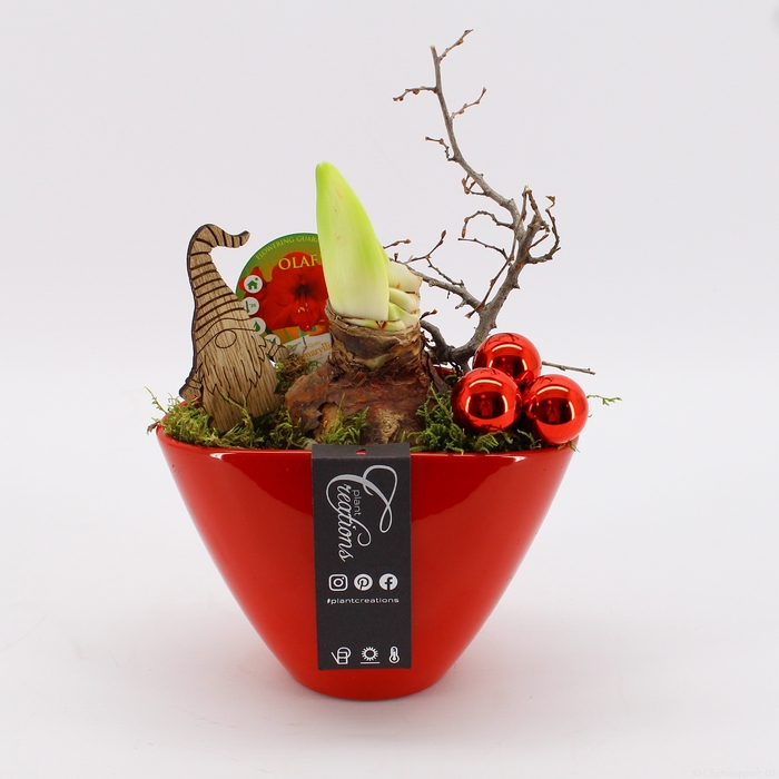 <h4>HICR-2326R Kerst Amaryllis</h4>