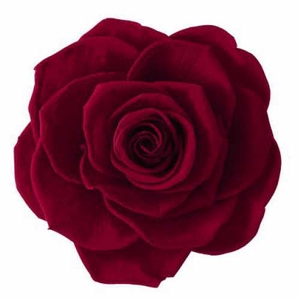 Rose Monalisa Burgundy