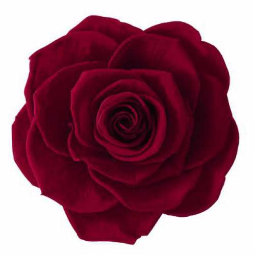 <h4>Rose Ines Burgundy</h4>