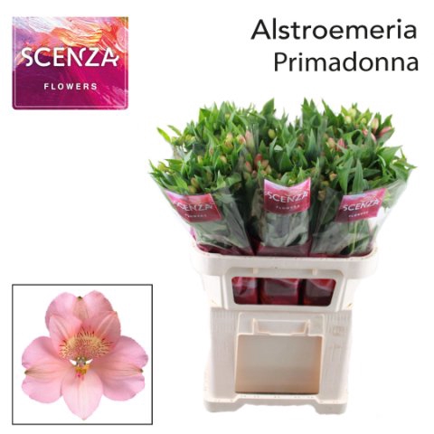 <h4>Alstroemeria primadonna</h4>