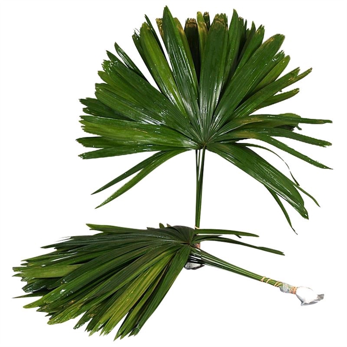 <h4>Rhapis</h4>