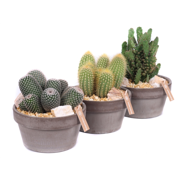 <h4>Cactus 12 cm in grijs/bruine schaal met steentjes, keien en etiket</h4>