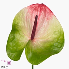 <h4>Anthurium zafira</h4>