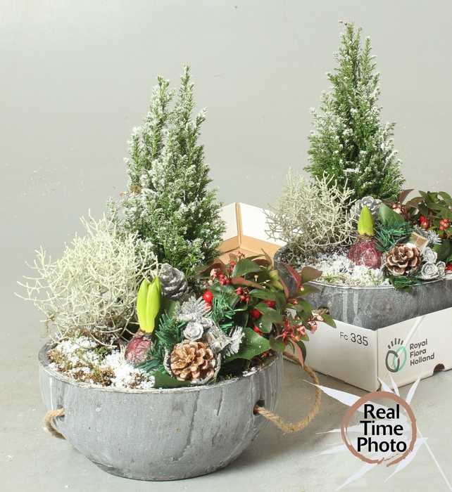 <h4>ARR TUINPLANTEN</h4>