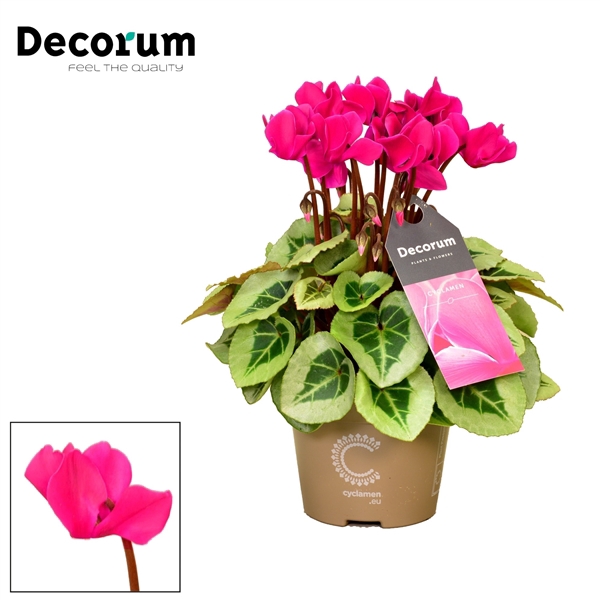 <h4>Cyclamen SS Picasso Pink Decorum</h4>