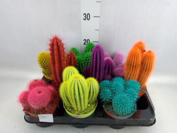 <h4>Cactus   ...</h4>