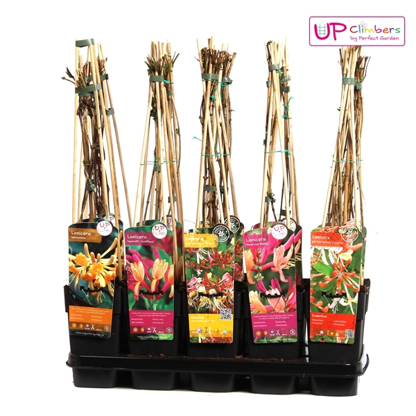 <h4>Lonicera mix tray P15</h4>
