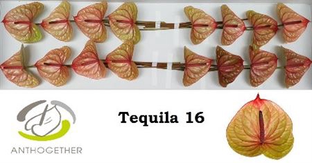 <h4>Anth A Tequila 16</h4>