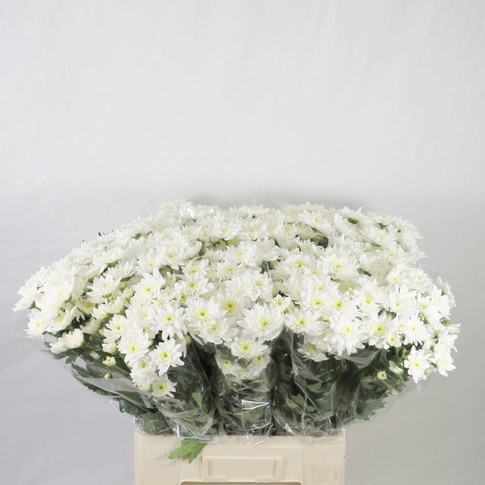 <h4>Chrysanthemum spray euro blanca</h4>