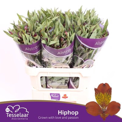 <h4>Alstroemeria hiphop</h4>