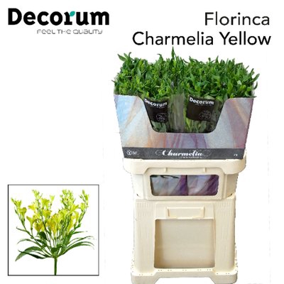 <h4>Alstroemeria fl charmelia yellow</h4>