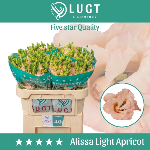 <h4>Eust. Alissa Light Apricot 998</h4>