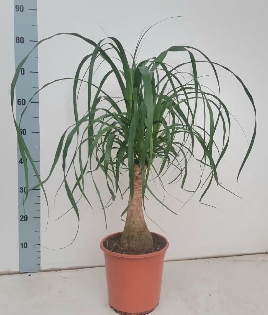 <h4>Beaucarnea Recurvata</h4>