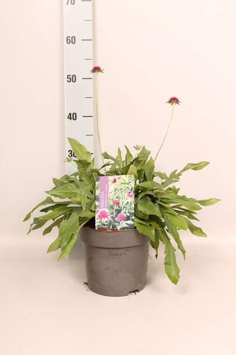<h4>vaste planten 19 cm  Knautia Green Lightning</h4>