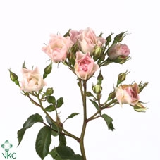 <h4>Rosa ec tutti frutti</h4>