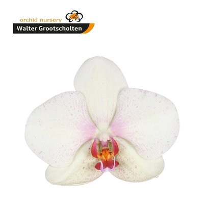 <h4>Phalaenopsis omega (per flower)</h4>