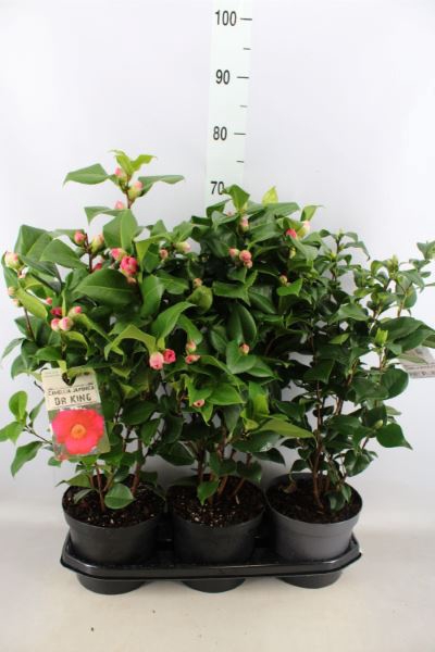 <h4>Camellia Reticulata 'mary Williams'</h4>