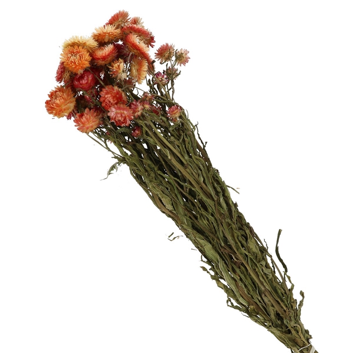<h4>Droogbloem Helichrysum 40-60cm</h4>
