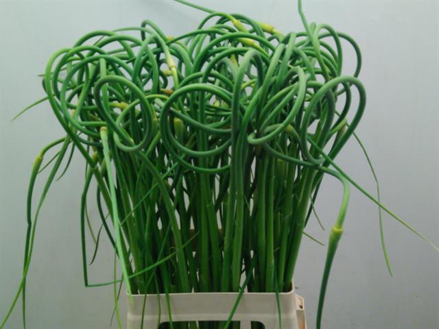 <h4>Allium ophioscorodon</h4>